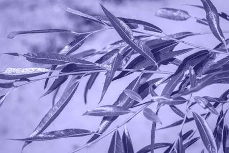 Very Peri Color of the year 2022. Violet. Leaves of trees in sunlight on a meadow. Foliage in sunshine on lawn. Background of a grass textureの写真素材