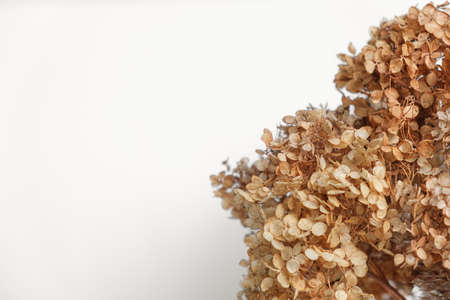 Dry grass close up. Selective focus. Beautiful withered plants on white. Creamy colour dried grass on white. Abstract brown flowers, herbs. Pastel natutral colors. Neutral Earth tones. Pampas, seedsの写真素材