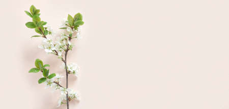 Apple flowers on pink paper background. pastel colors. Flat lay, top view. Spring flowers with green...