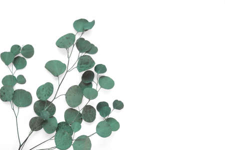 Eucalyptus branches on white background. Place for text. Green eucalyptus leaves isolated on white...