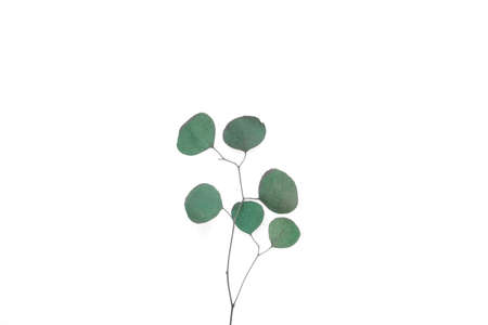 Eucalyptus branches on white background. Place for text. Green eucalyptus leaves isolated on white color. floral layout. horizontal banner mockup. Eucalyptus gunnii Silver Drop. Flat lay Top View.の写真素材