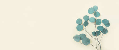 Eucalyptus branches on a beige background. Place for text. Green eucalyptus leaves isolated on...