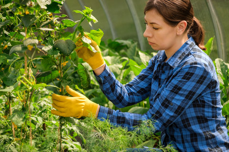 Woman farmer inspecting cucumber plants quality in modern greenhouse. Female Farm Worker wearing blue checkered shirt, yellow gloves Checking crop of Cucumbers. Gardener holding unripe gherkins.の写真素材