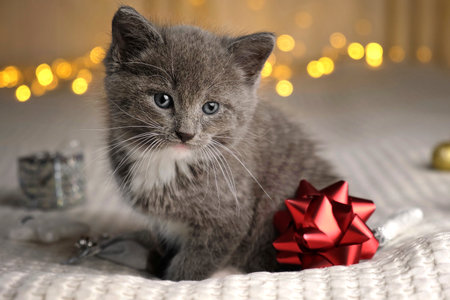 Christmas cat. Small Gray Kitten Playing with Xmas Decorations, Balls, Looking to Camera. Kitty Preparing to Celebration. Funny Little Cat and Gift Box, Beige Blanket. Festive background. New Year Petの写真素材
