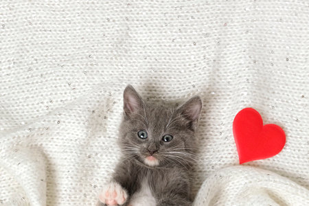Kitten and Red Heart. Small Gray Kitten Playing on a White Knitted Blanket next Soft Hearts. Valentine's Day and Pets, Animals. Little Cat Greeting Card, Expression of Love. copyspace. top view.の写真素材