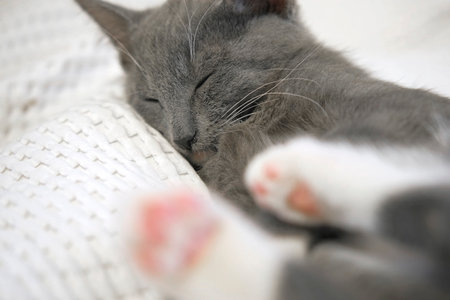 Portrait of Funny Gray Kitten Lying on White Textile. Sleepy Favorite Pet. copyspace. Young Cat Looking at Camera. Happy Little Cat Lovely Resting. Love to Animals. Caressing a Kitty Close upの写真素材