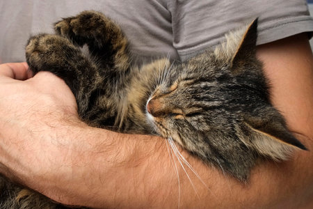 Cat Laying on Owner Hand. Caressing baby cat while he is sleeping. Human Host stroking kitten with...