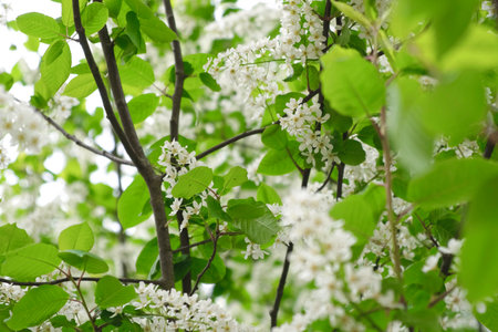 Bird-cherry tree in full bloom. Bird cherry flowers close up on blurred green background. Flowering...