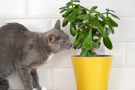 pet and house plant. Gray striped domestic cat sitting near the house plants. Video for veterinary clinics, sites about cats, for cat food. Kitten and home flower in a pot. Animals and home flowersの写真素材