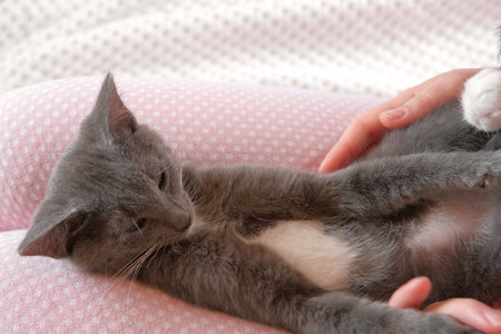 Girl in pink pants stroking a small gray cat lying in her lap. Young Woman wearing sweater sitting at home and petting feline. Female stroke kitten with hand and fingers. Life with pet. Kitty and me.の写真素材