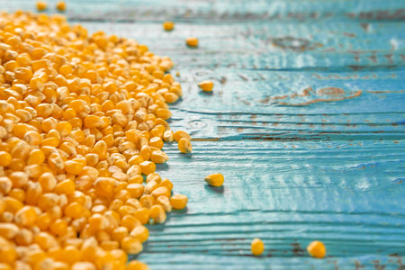 Corn seeds. Pile of raw corn grains is turning closeup on blue rustic wood. Husbandry. Yellow maize,...