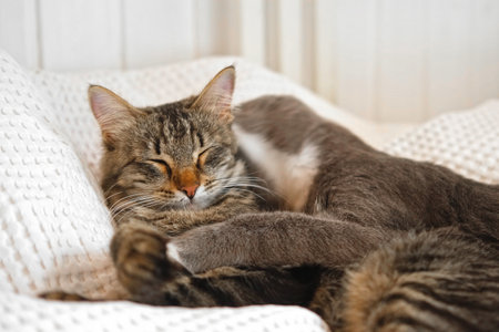 Two cats cuddling on white blanket at home. Cute domestic striped friendly cats. 2 sleepy kittens...