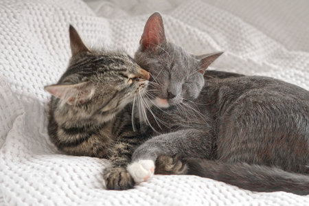 Two cats cuddling on white blanket at home. Cute domestic striped friendly cats. 2 sleepy kittens...