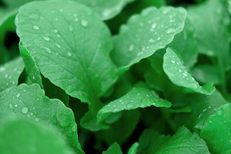 green leaves background. Edible leaves with water dew drops growing in a soil. Perfect video...