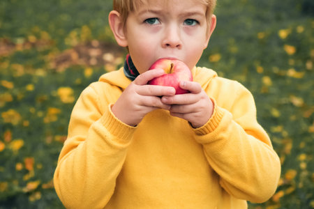 Young Child in the Apple Orchard after Harvesting. Small Toddler Boy Eating a Big Red Apple in the Fruit Garden at Fall Harvest. Basket of Apples on a Foreground. Autumn Cloudy Day, Soft Shadow.の写真素材