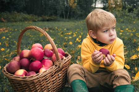 Young Child in the Apple Orchard after Harvesting. Small Toddler Boy Eating a Big Red Apple in the Fruit Garden at Fall Harvest. Basket of Apples on a Foreground. Autumn Cloudy Day, Soft Shadow.の写真素材