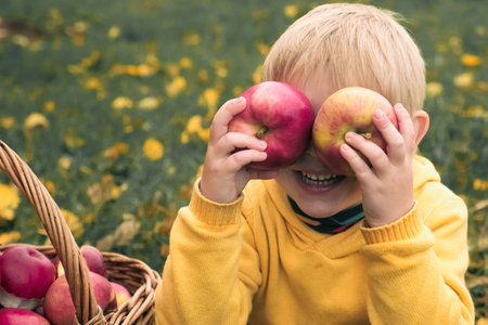 Young Child in the Apple Orchard after Harvesting. Small Toddler Boy is covering eyes with Big Red Apples. Fruit Garden at Fall Harvest. Basket of Apples on a Background. Autumn Cloudy Day Soft Shadowの写真素材