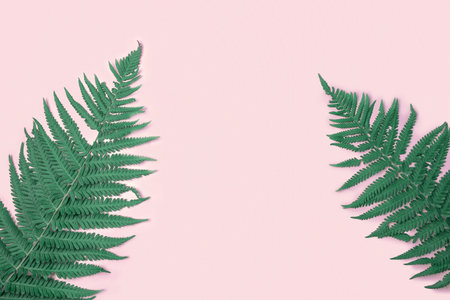 Fresh green fern leaves on light pink background banner. natural layout. Summer or spring sale template. minimal concept. nature pattern. Flat lay, copy space top view. Tropical blank mockup. Frame ADの写真素材