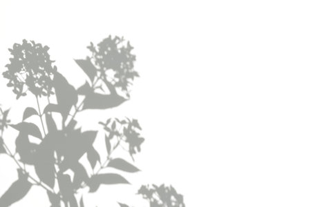 Abstract gray silhouette of tree branch. White wall background. Transparent blur shade of tropical leaves sunlight. Closeup of plant shadow motion by wind. Natural light bokeh. Trend Overlay effect 4Kの写真素材