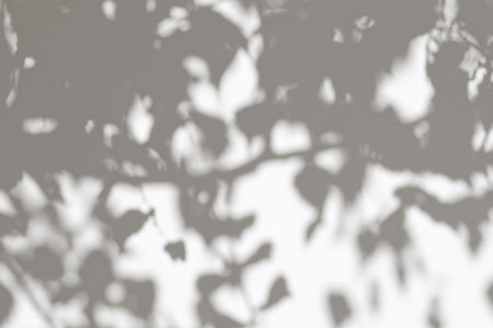 Abstract gray silhouette of tree branch. White wall background. Transparent blur shade of tropical...