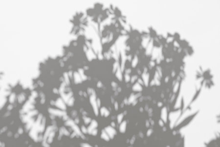 Abstract gray silhouette of tree branch. White wall background. Transparent blur shade of tropical...