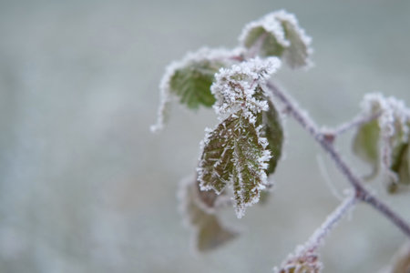 Frozen iced tree branches and leaves during foggy cold day. Macro close up view of icy twigs, grass...