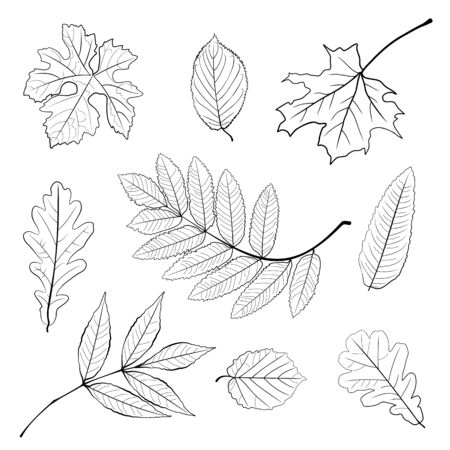 Vector set of leaves, collection of hand-drawn leaves. Set of black and white autumn falling leaves - rowan, chestnut, oak, aspen, maple, sketch style vector illustration isolated on white background.のイラスト素材