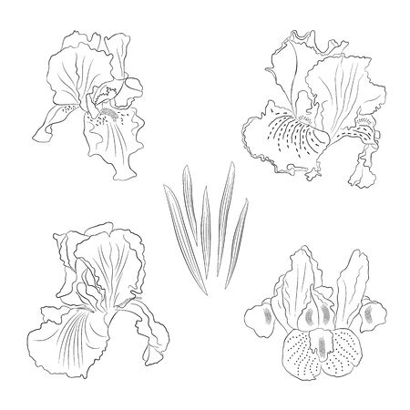 Set the contour black-and-white image of a flower of iris. Hand drawn flowers and buds in line art style. Iris flowers sketch, abstract graphic vector illustration flower black iris line up background.のイラスト素材