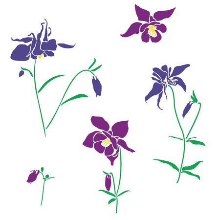 Violet and pink flower of aquilegia, columbine illustration in flat style, isolated on white background. Can be used for summer design, pattern, greeting card, wedding invite, cosmetic template.のイラスト素材