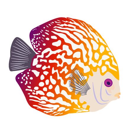 Discus Fish or Pompadour Fish isolated on white background. Ocean, sea, aquarium. Leopard, little, tropical, bright, exotic fish. Colored Vector illustration. Purple, red, yellow gradient.のイラスト素材
