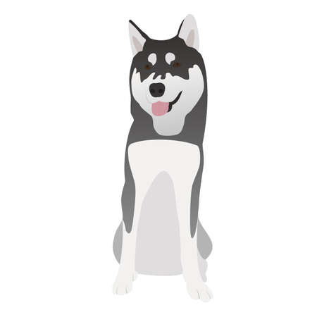 Black and white Siberian husky when seated, with brown eyes and tongue out, smiling. Cute happy smart young husky. Purebred dog isolated on white background. Vector illustration in cartoon flat style.のイラスト素材