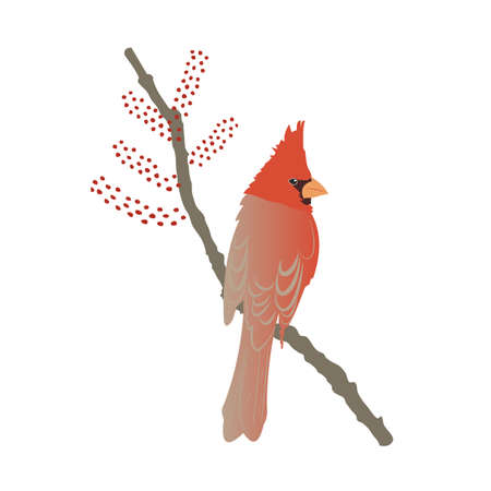 Red Northern Cardinal on tree branch, portrait with beautiful plumage. Vector flat illustration isolated on a white background. Cartoon Christmas Winter bird sitting on a branch. Element for design.のイラスト素材