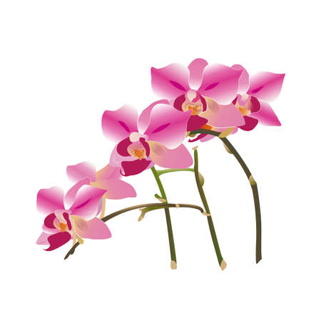 Orchid twig with bright pink flowers with orange, beige, purple dots, green stem. Stylized realistic hand drawn vector illustration isolated on white background. Design element for romantic projects.のイラスト素材
