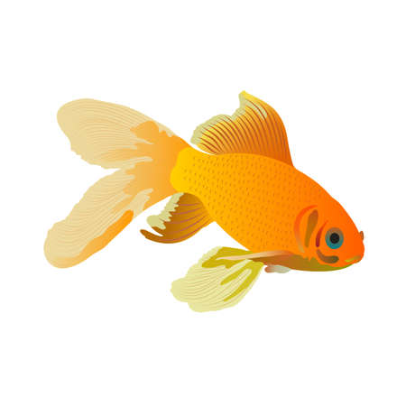 Gold fish with big tail. Realistic and detailed vector illustration isolated on white background. Naturalistic carassius auratus. Flat design and gradient. Symbol of good luck, fulfillment of desires.のイラスト素材