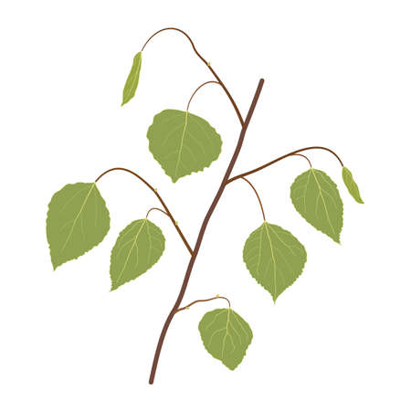 Aspen branch with green leaves isolated on white background. Hand drawn realistic botanical vector illustration. Beautiful summer forest element. Design element for print, web, mobile applications.のイラスト素材