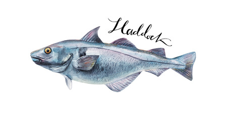 Haddock fish whole isolated on a white background