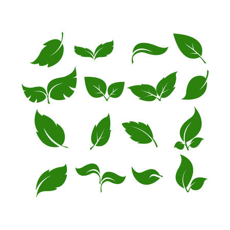 A set of green leaves. Simple flat vector illustration on a white background.のイラスト素材