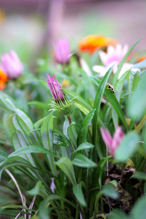 flower bud. lilac flower in green foliageの写真素材