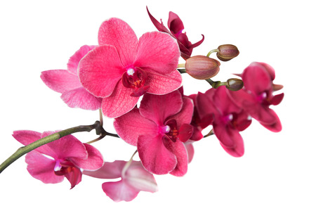 A branch with flowers of a red orchid. On a white background, isolated.の写真素材