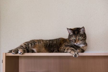 Tortoiseshell cat lyingの写真素材