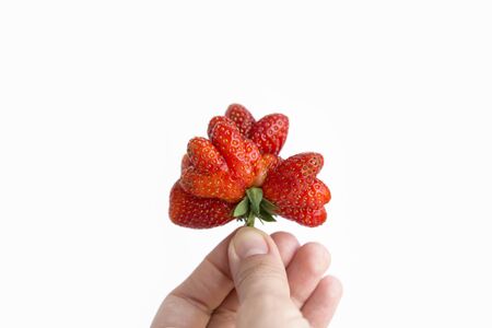 Strawberry Mutant. Red strawberry in the form of a heart in a hand on a whiteの写真素材