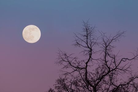 A large moon against a pinkish-purple night sky and tree branches without leaves.の写真素材