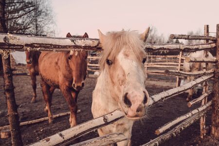 Village pony horse in levada in the morning.の写真素材