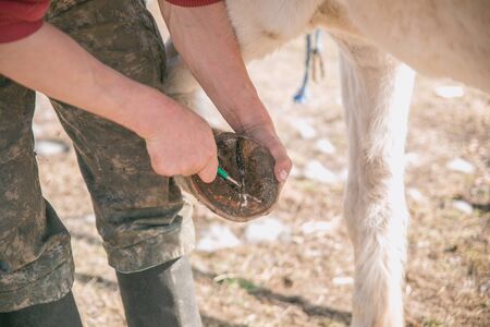 A man cleans a horse's hooves