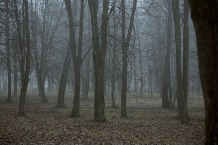 Blue fog in the forest.の写真素材