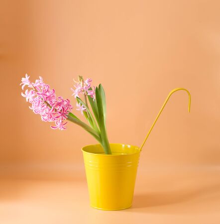 Hyacinth inflorescence with small pink flowers on an orange In a yellow bucketの写真素材