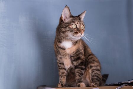A tortoiseshell cat arched its back on a shelf under the ceiling