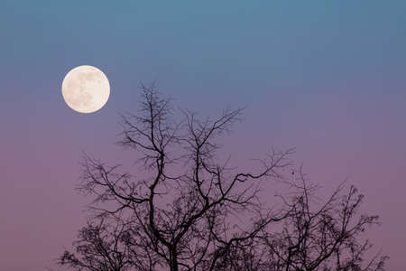 A large moon against a pinkish-purple night sky and tree branchesの写真素材