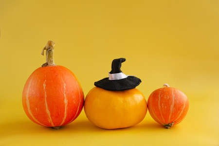 Three orange pumpkins in a witch hat on yellow backgroundsの写真素材