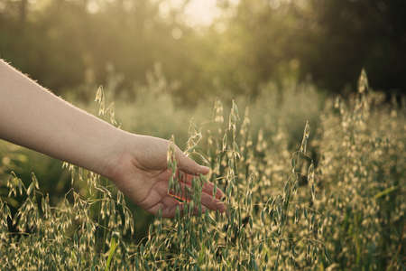 A woman's hand touches ears of oats in a field at sunsetの写真素材